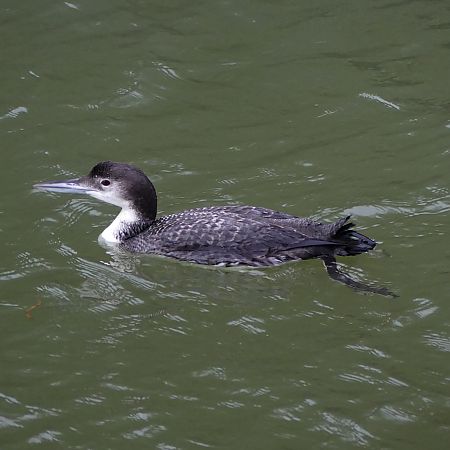 Aliota handia  - Luka Meléndez Arteaga