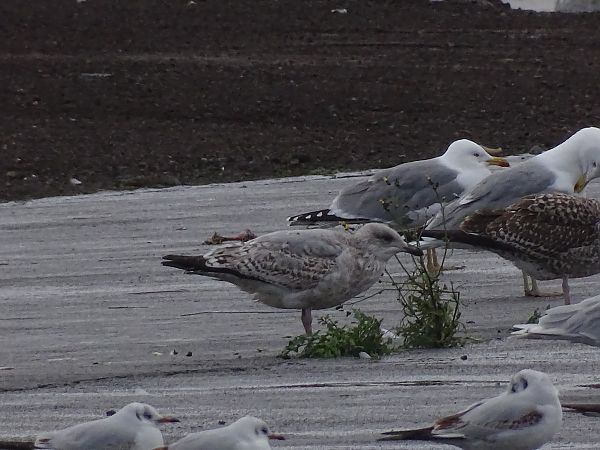 Kaio hauskara  - Josu Meléndez Arteaga