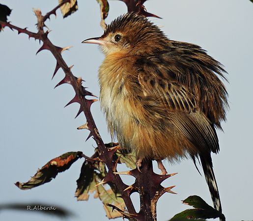 Ihi-txoria  - Roberto Alberdi