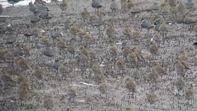 Urre-txirri arrunta  - Javier Castro