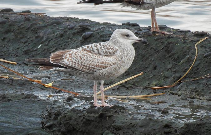 Kaio hauskara  - Carlos García