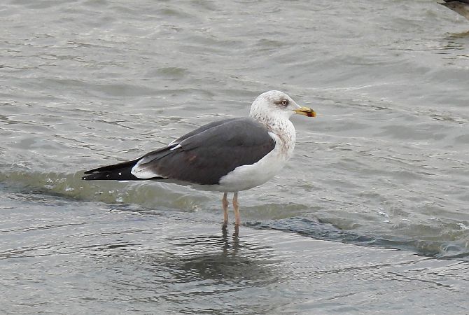 Kaio iluna  - Carlos García