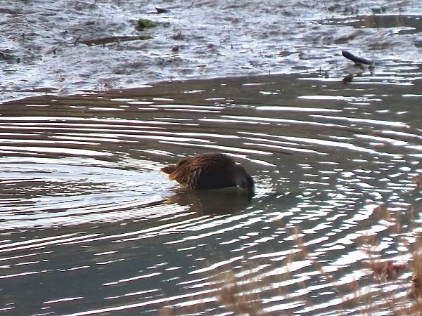 Uroilanda handia  - Juana Oyanguren