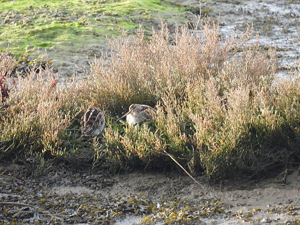 Agachadiza Común  - Juana Oyanguren