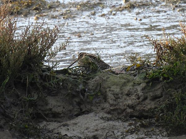 Istingor arrunta  - Juana Oyanguren