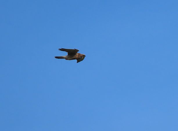 Belatz gorria  - Juana Oyanguren