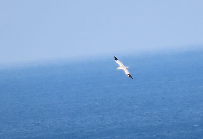 Zanga arrunta  - Juana Oyanguren