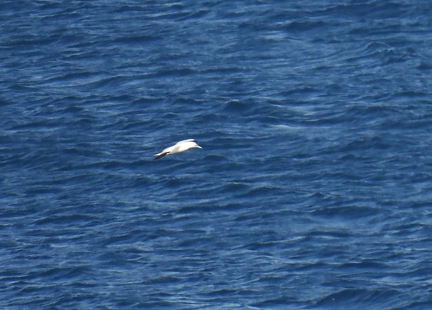 Zanga arrunta  - Juana Oyanguren