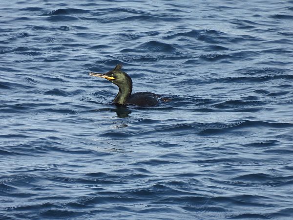 Ubarroi mottoduna  - Juana Oyanguren