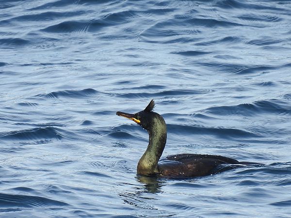 Ubarroi mottoduna  - Juana Oyanguren
