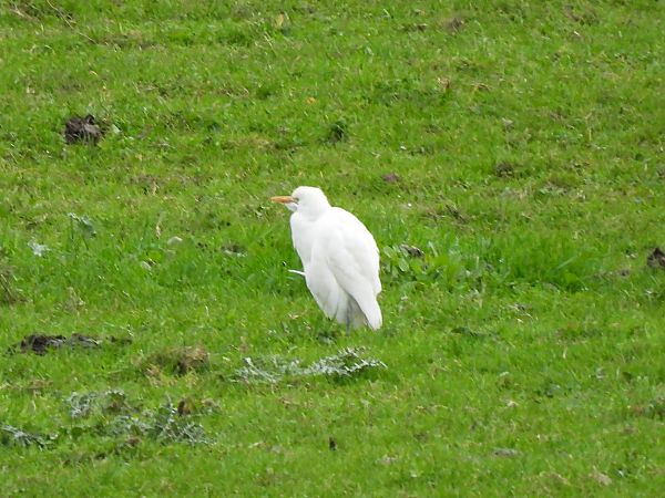 Garcilla Bueyera  - Juana Oyanguren