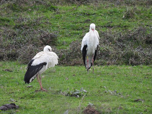 Zikoina zuria  - Juana Oyanguren