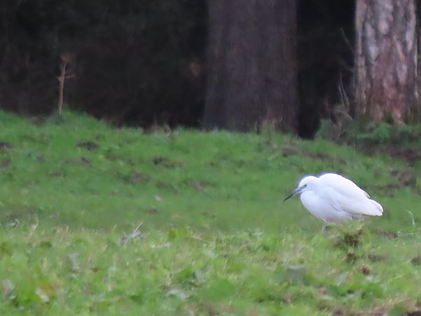 Koartzatxo txikia  - Juana Oyanguren