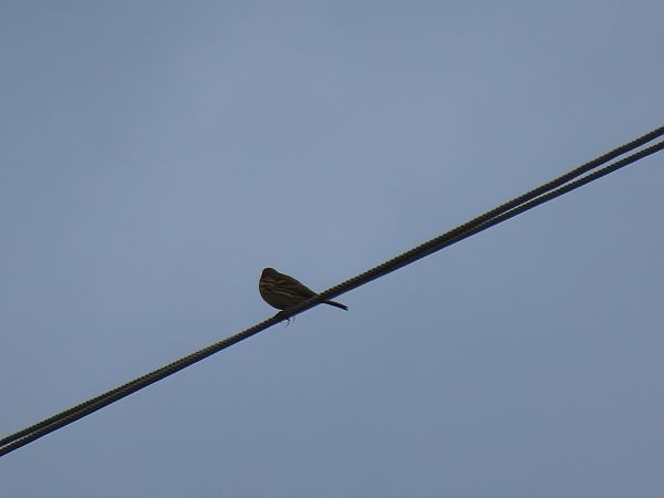 Negu-txirta  - Juana Oyanguren