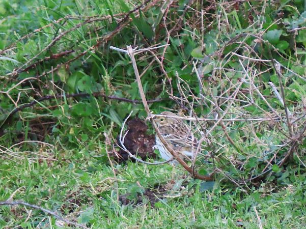 Negu-txirta  - Juana Oyanguren