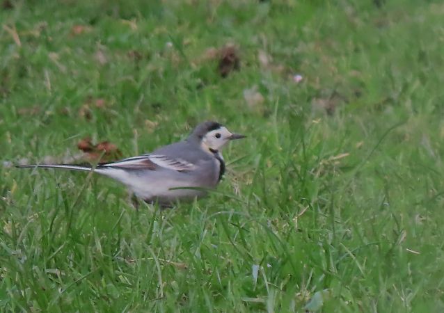Buztanikara zuria  - Juana Oyanguren
