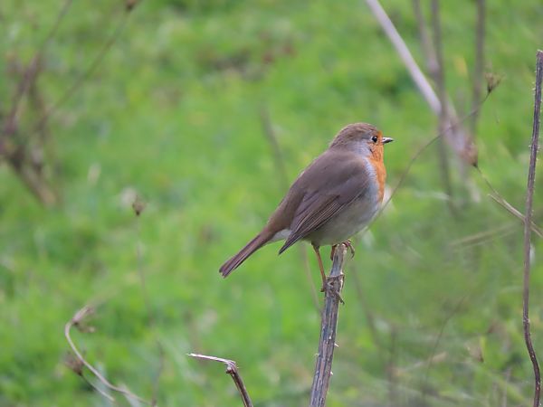 Txantxangorria  - Juana Oyanguren