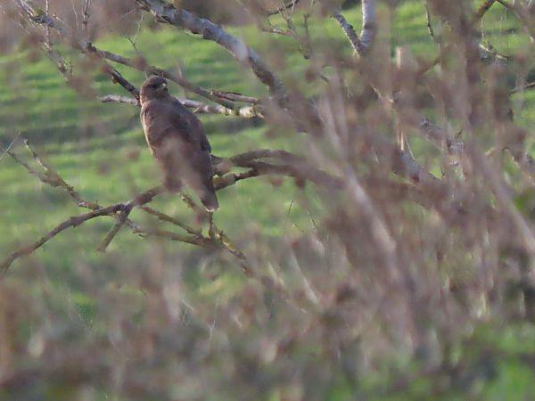 Zapelatz arrunta  - Juana Oyanguren