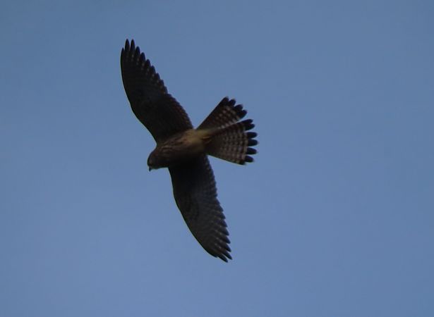 Belatz gorria  - Juana Oyanguren