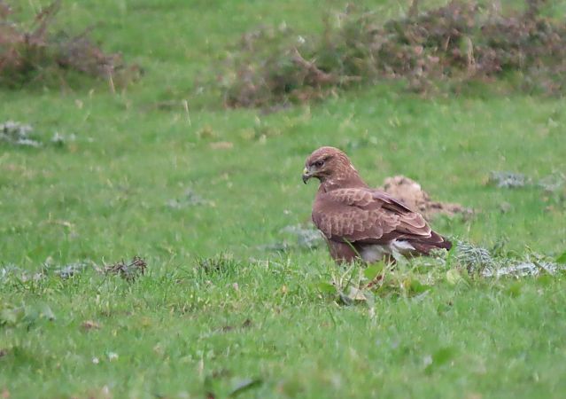 Zapelatz arrunta  - Juana Oyanguren