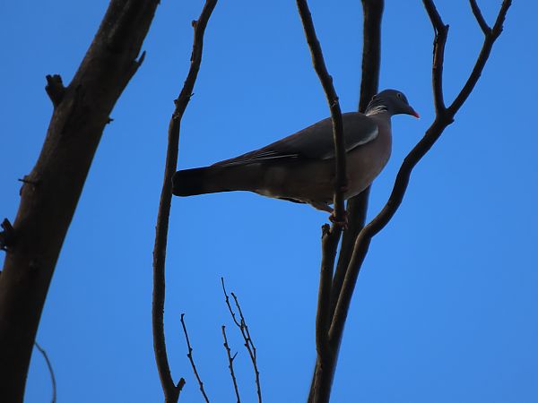 Pagausoa  - Juana Oyanguren