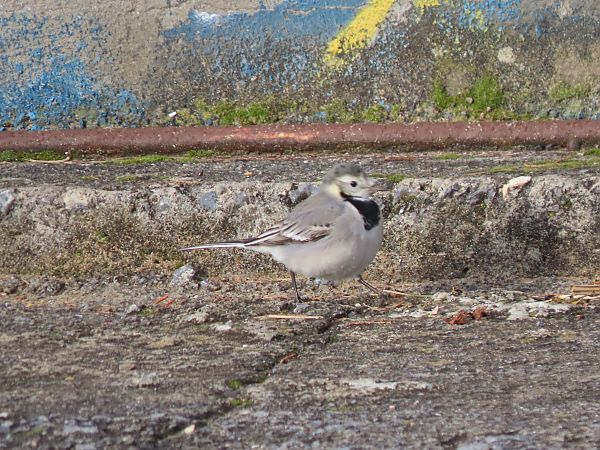 Buztanikara zuria  - Juana Oyanguren