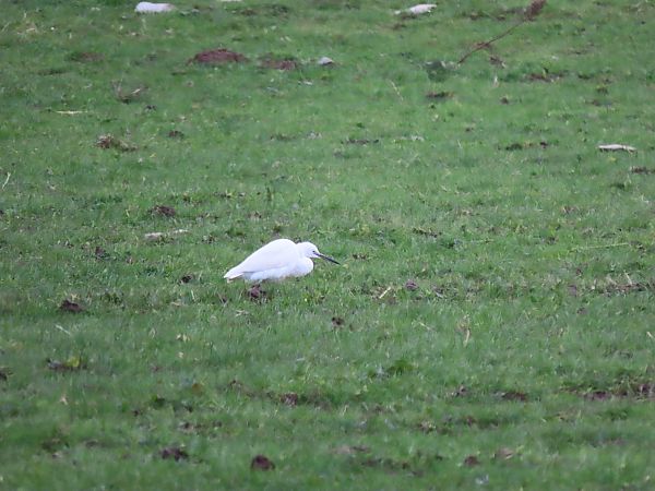 Koartzatxo txikia  - Juana Oyanguren