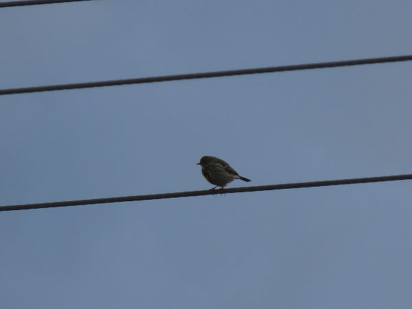 Negu-txirta  - Juana Oyanguren