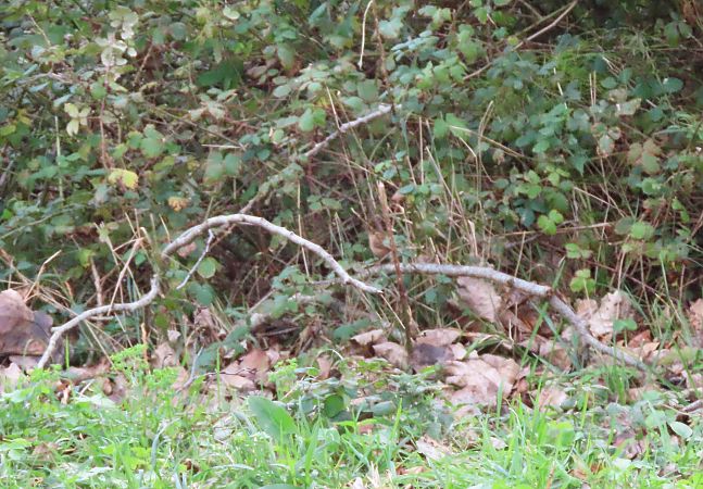 Txepetxa  - Juana Oyanguren