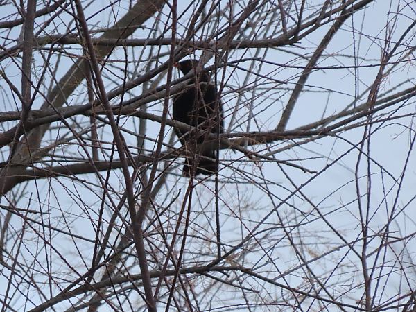 Zozo arrunta  - Juana Oyanguren