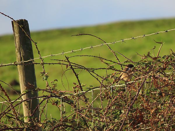 Pitxartxar burubeltza  - Juana Oyanguren