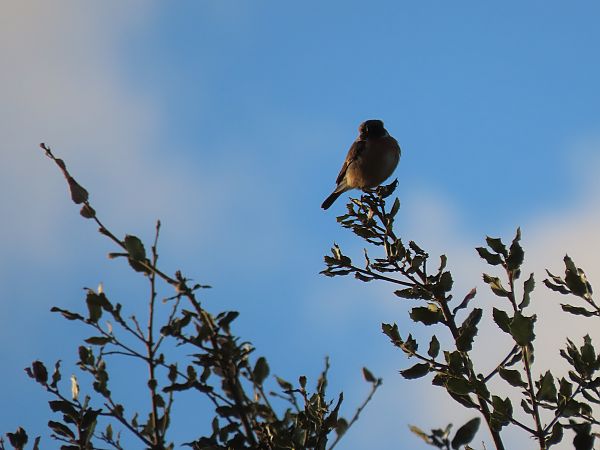 Pitxartxar burubeltza  - Juana Oyanguren