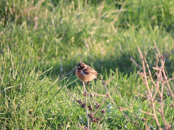 Pitxartxar burubeltza  - Juana Oyanguren