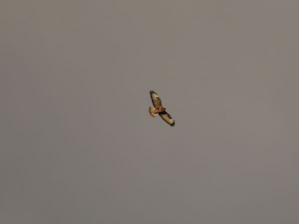 Zapelatz arrunta  - Juana Oyanguren