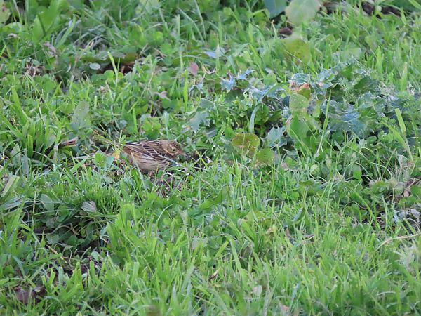 Negu-txirta  - Juana Oyanguren