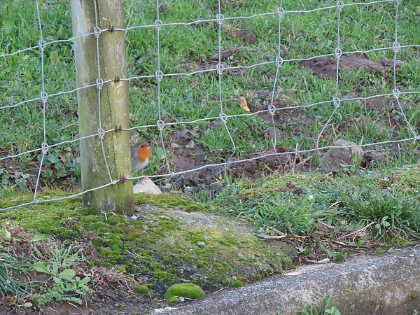 Txantxangorria  - Juana Oyanguren