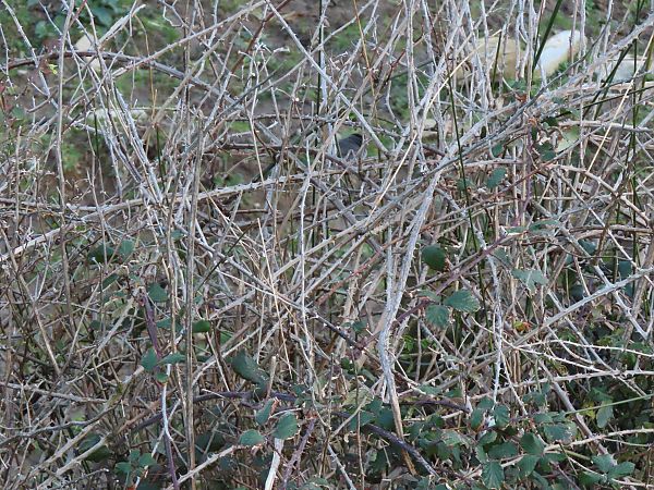 Txinbo kaskabeltza  - Juana Oyanguren