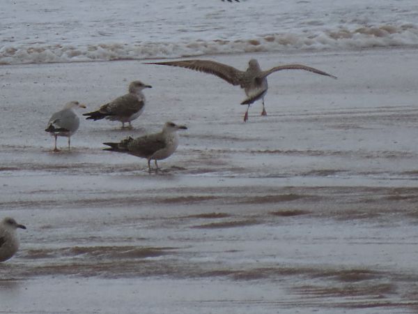 Kaio hankahoria  - Juana Oyanguren