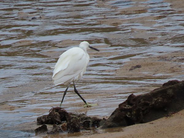 Koartzatxo txikia  - Juana Oyanguren