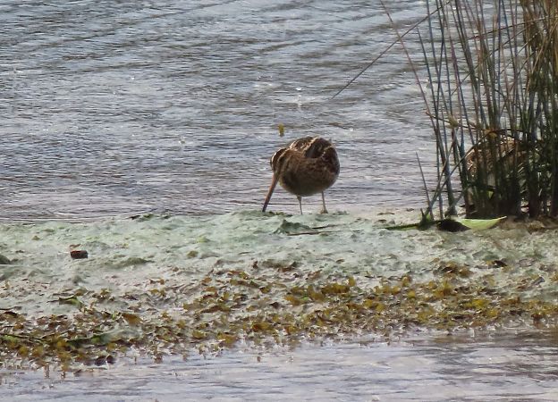 Istingor arrunta  - Juana Oyanguren