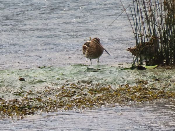 Istingor arrunta  - Juana Oyanguren