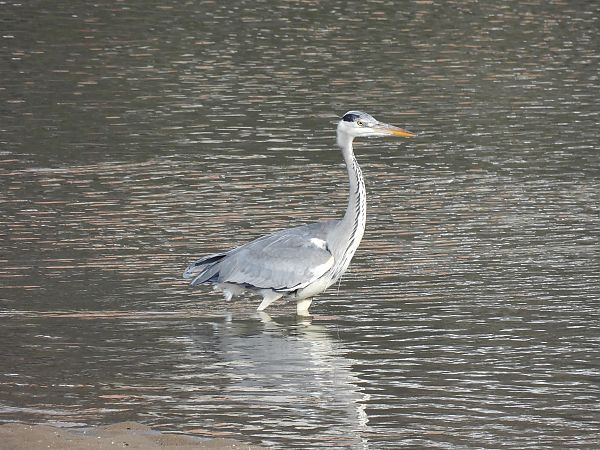 Koartza hauskara  - Juana Oyanguren