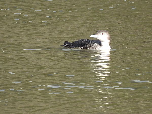 Aliota handia  - Juana Oyanguren
