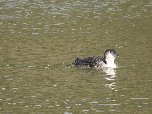 Aliota handia  - Juana Oyanguren