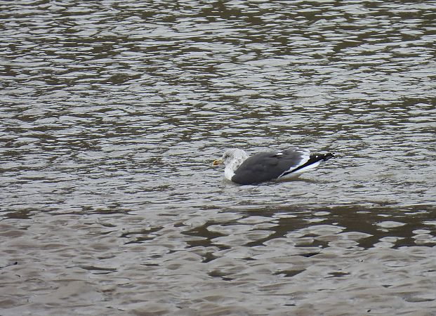 Kaio iluna  - Juana Oyanguren