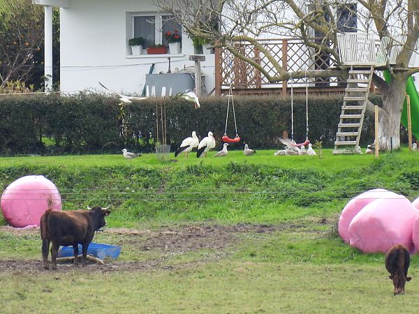 Zikoina zuria  - Juana Oyanguren