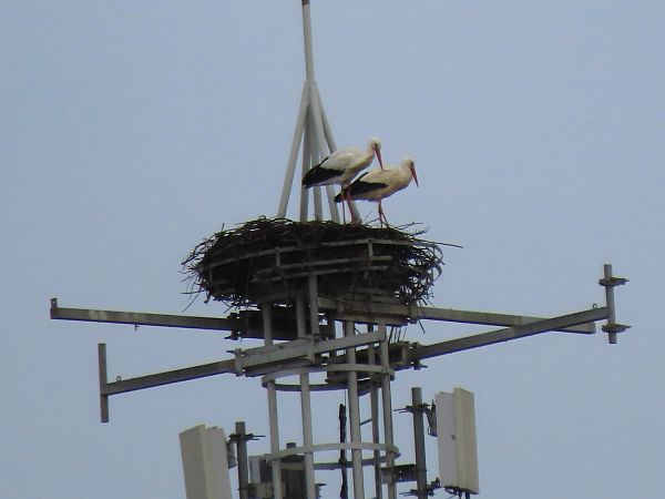 Zikoina zuria  - Juana Oyanguren