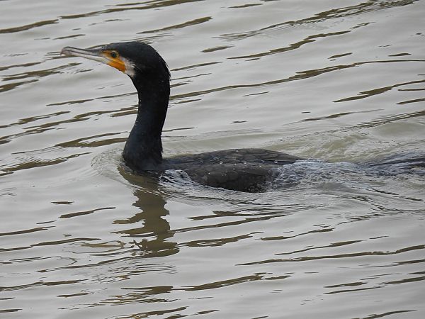 Ubarroi handia  - Juana Oyanguren