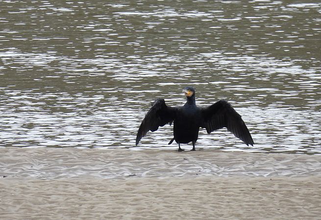 Ubarroi handia  - Juana Oyanguren