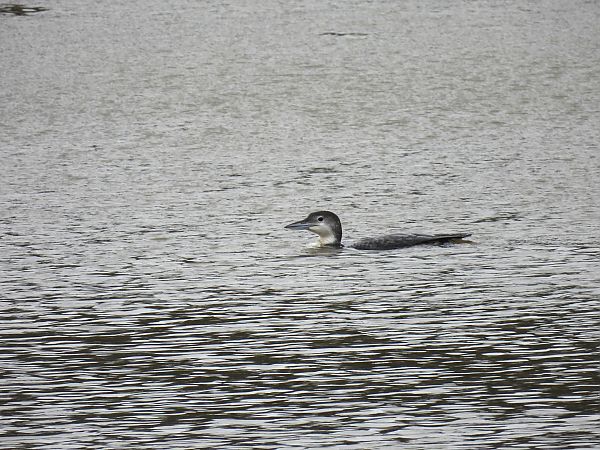 Aliota handia  - Juana Oyanguren